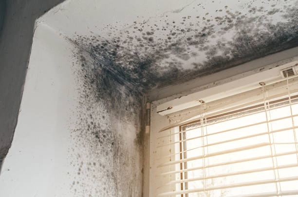 Affordable Mold Cleanup solutions in Haskell, TX